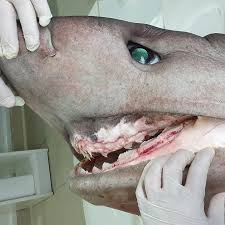 Image result for Hexanchus griseus