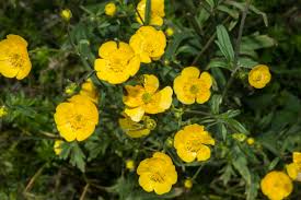 Attēlu rezultāti vaicājumam “Ranunculus bulbosus”