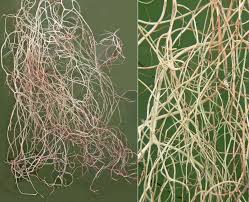 Attēlu rezultāti vaicājumam “Bryoria capillaris”