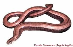 Attēlu rezultāti vaicājumam “Anguis fragilis adult”