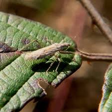 Attēlu rezultāti vaicājumam “Nabidae”