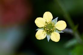 Image result for Geum urbanum