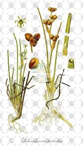 Attēlu rezultāti vaicājumam “Scheuchzeria palustris fruit”