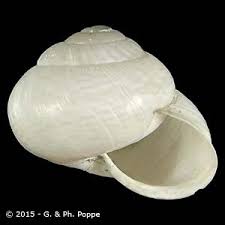 Attēlu rezultāti vaicājumam “Arianta arbustorum”