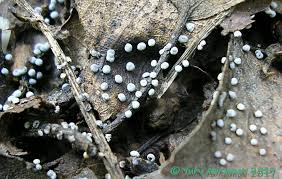 Attēlu rezultāti vaicājumam “Didymium minus”