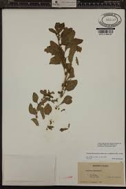 Attēlu rezultāti vaicājumam “Chenopodium polyspermum var. acutifolium flower”