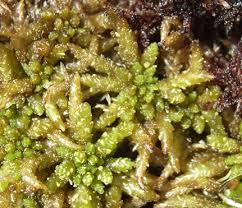 Attēlu rezultāti vaicājumam “Sphagnum austinii”