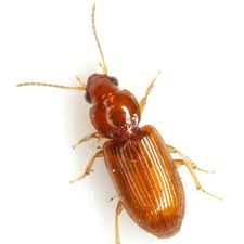 Attēlu rezultāti vaicājumam “Acupalpus flavicollis”