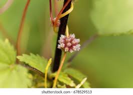 Attēlu rezultāti vaicājumam “Cuscuta europaea flower”