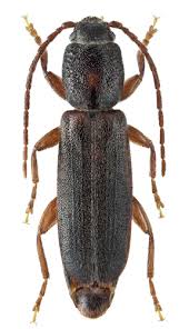 Attēlu rezultāti vaicājumam “Nothorhina punctata”