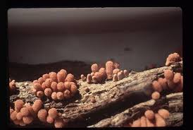 Attēlu rezultāti vaicājumam “Arcyria minuta macro”