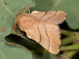 Attēlu rezultāti vaicājumam “Malacosoma neustria larva”