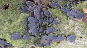 Attēlu rezultāti vaicājumam “Biscogniauxia granmoi”