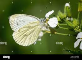Attēlu rezultāti vaicājumam “Pieris napi underside”