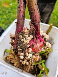 Attēlu rezultāti vaicājumam “Gladiolus imbricatus fruit”