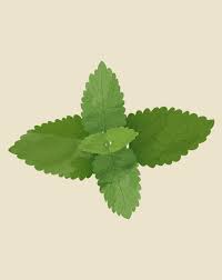 Attēlu rezultāti vaicājumam “Mentha spicata leaf”
