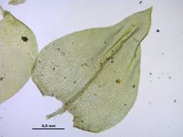 Attēlu rezultāti vaicājumam “Eurhynchium angustirete”