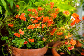 Image result for Alonsoa liniflora