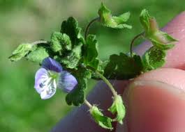 Attēlu rezultāti vaicājumam “Veronica persica fruit”