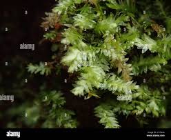 Attēlu rezultāti vaicājumam “Pseudotaxiphyllum elegans”