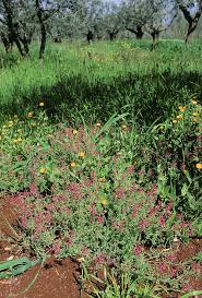 Attēlu rezultāti vaicājumam “Fumaria officinalis”