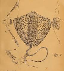 Image result for Himantura uarnak