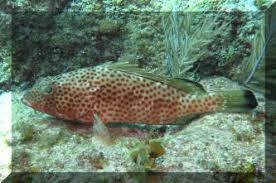 Image result for Epinephelus guttatus