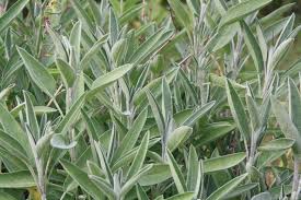 Image result for Salvia officinalis