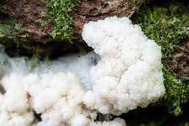 Attēlu rezultāti vaicājumam “Brefeldia maxima”