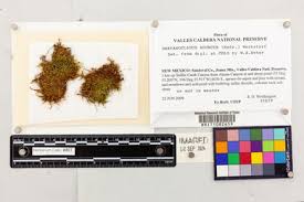 Attēlu rezultāti vaicājumam “Drepanocladus aduncus var. polycarpon”