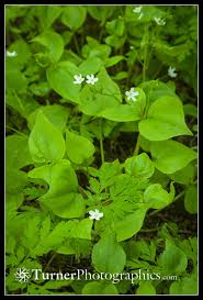 Attēlu rezultāti vaicājumam “Claytonia sibirica flower”