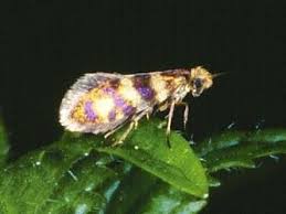 Attēlu rezultāti vaicājumam “Micropterigidae”