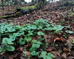 Attēlu rezultāti vaicājumam “Alliaria petiolata leaf”