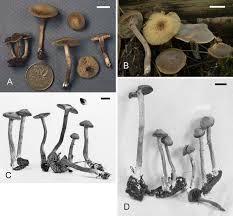Attēlu rezultāti vaicājumam “Inocybe lanuginosa”
