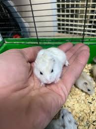 Image result for хомяк