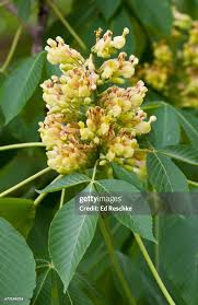 Attēlu rezultāti vaicājumam “Aesculus flava flower”