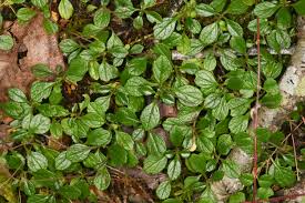 Attēlu rezultāti vaicājumam “Linnaea borealis leaf”