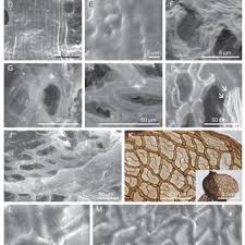 Attēlu rezultāti vaicājumam “Atrichum flavisetum sporophyte”