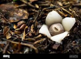 Attēlu rezultāti vaicājumam “Geastrum quadrifidum”