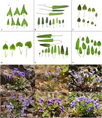 Attēlu rezultāti vaicājumam “Viola collina leaf”