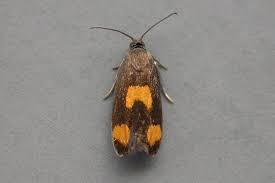 Attēlu rezultāti vaicājumam “Pammene rhediella”