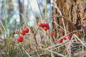 Attēlu rezultāti vaicājumam “Convallaria majalis fruit”