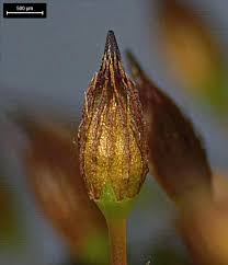 Attēlu rezultāti vaicājumam “Orthotrichum anomalum sporophyte”