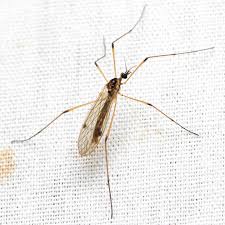 Attēlu rezultāti vaicājumam “Limoniidae”