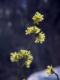 Attēlu rezultāti vaicājumam “Tilia tomentosa flower”