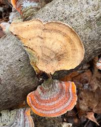 Attēlu rezultāti vaicājumam “Stereum fasciatum”