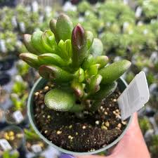 Image result for Crassula hobbit
