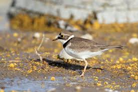 Attēlu rezultāti vaicājumam “Charadrius dubius”