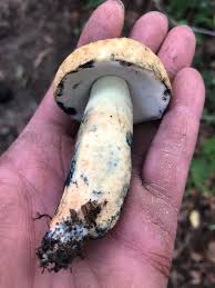 Attēlu rezultāti vaicājumam “Gyroporus cyanescens”