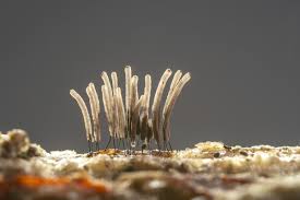 Attēlu rezultāti vaicājumam “Stemonitis axifera”